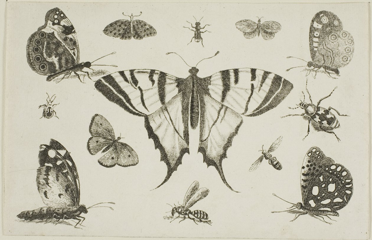 Farfalla a Coda di Rondine e Altri Dodici Insetti da Wenceslaus Hollar