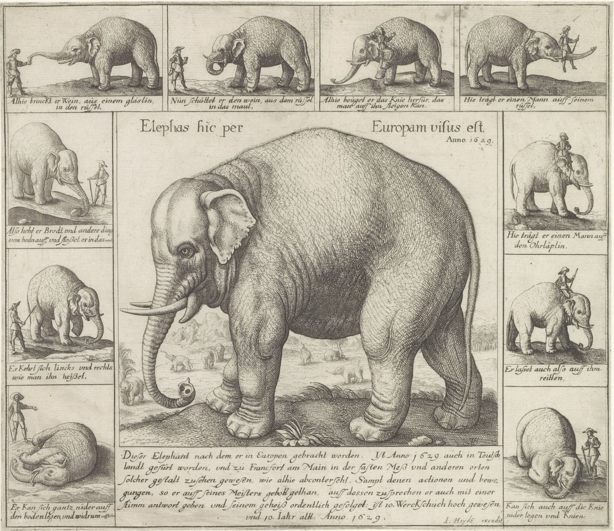Elefante addomesticato da Wenceslaus Hollar
