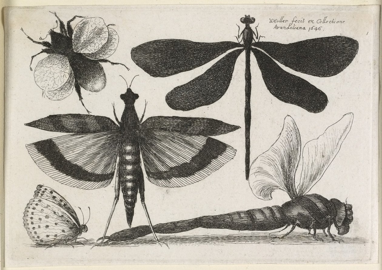 Il set di farfalle, uno dei dodici, 1646 da Wenceslaus Hollar