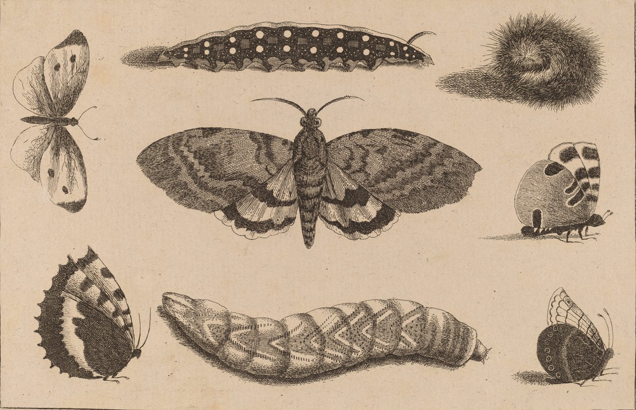 Tre bruchi, una falena e quattro farfalle da Wenceslaus Hollar