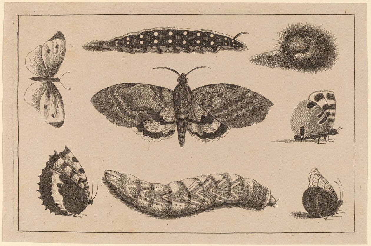 Tre bruchi, una falena e quattro farfalle da Wenceslaus Hollar