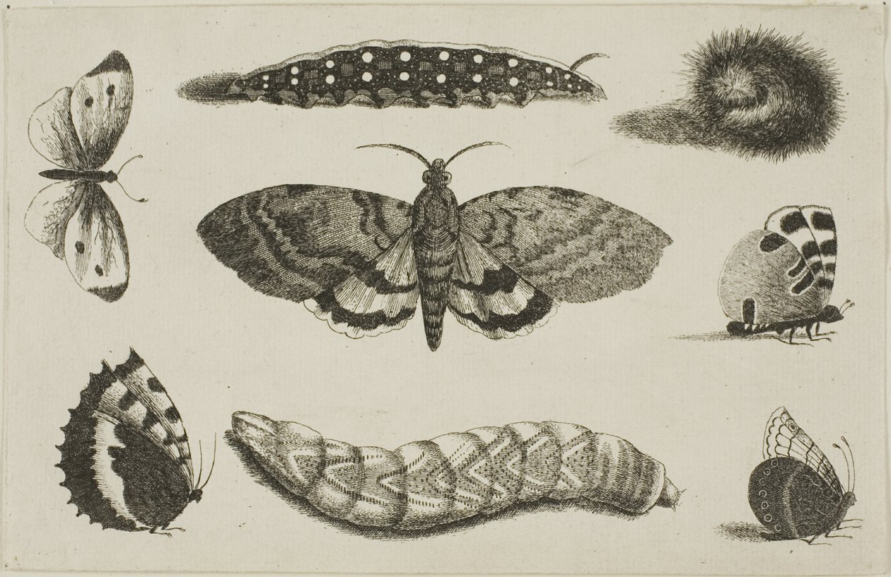 Tre bruchi, una falena e quattro farfalle da Wenceslaus Hollar