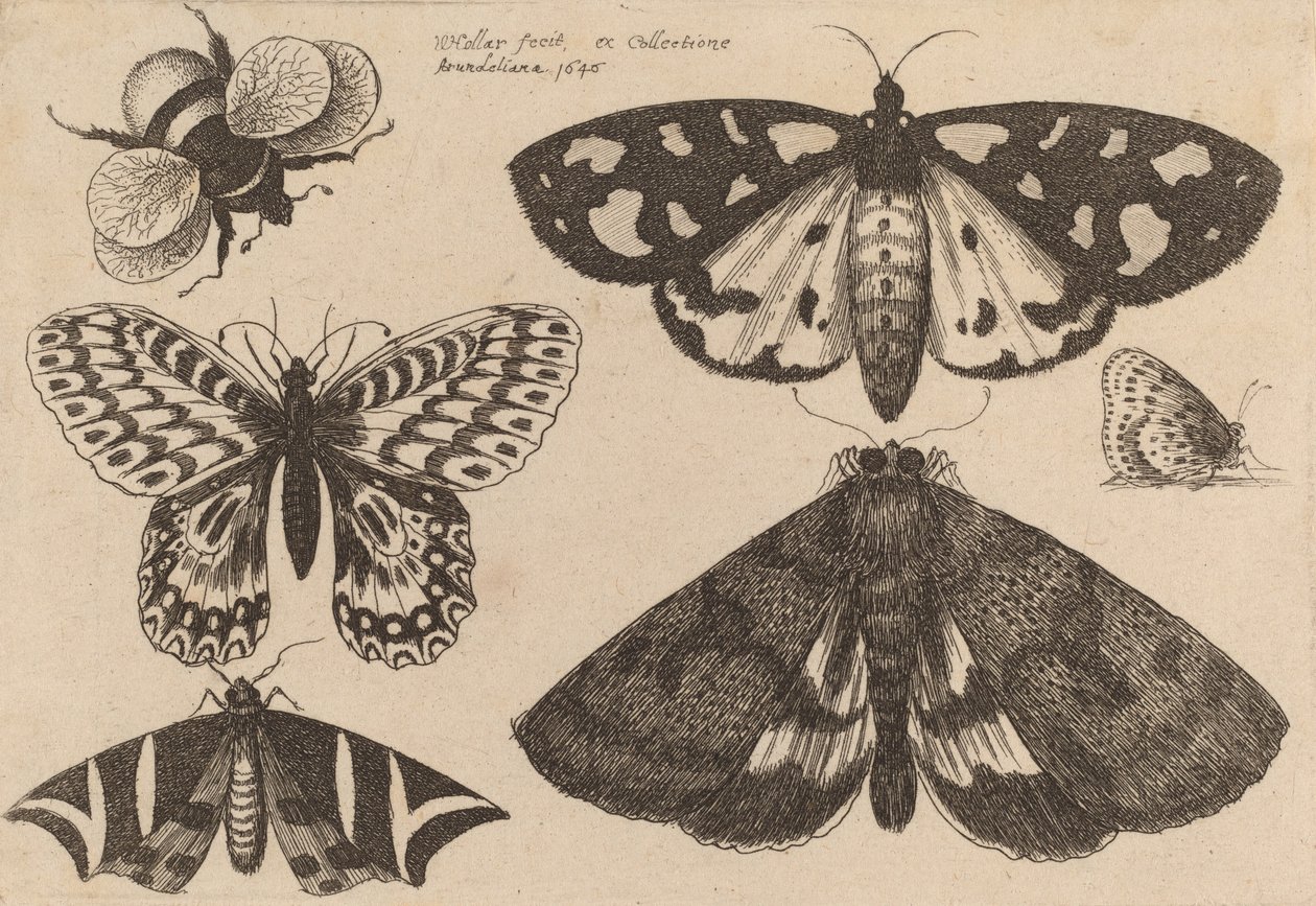 Tre Falene, Due Farfalle e un Bombo, 1646 da Wenceslaus Hollar