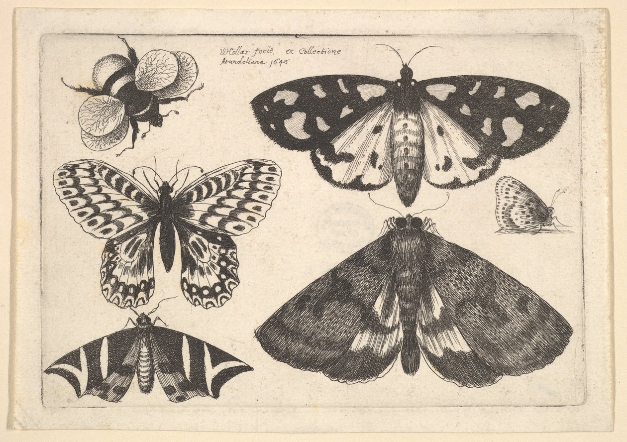 Tre falene, due farfalle e un bombo da Wenceslaus Hollar