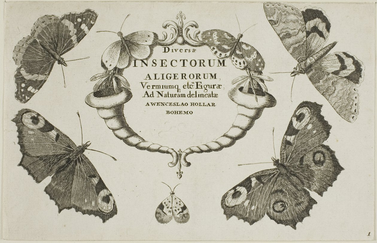 Pagina del titolo da Diversae Insectorum da Wenceslaus Hollar