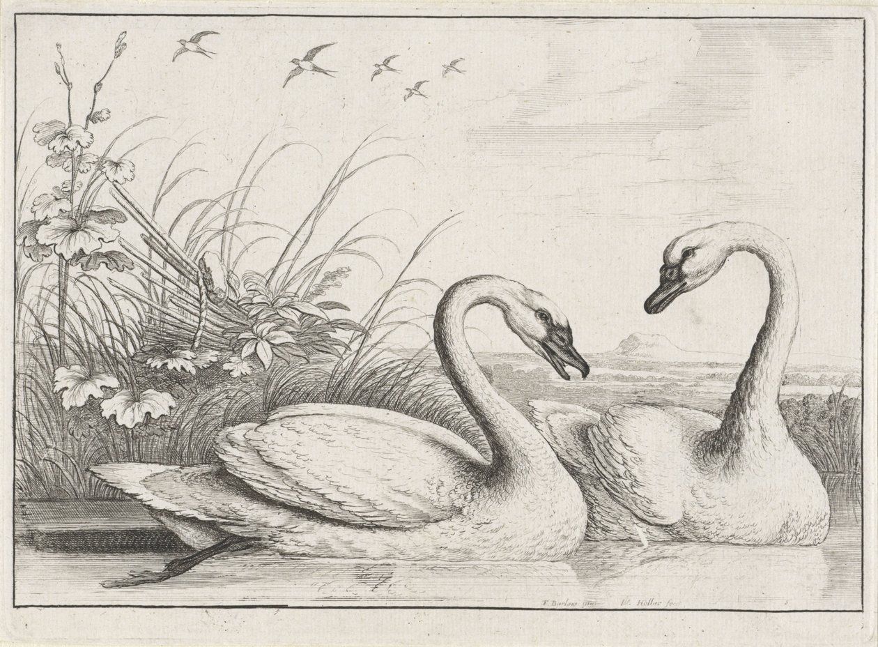 Due cigni da Wenceslaus Hollar