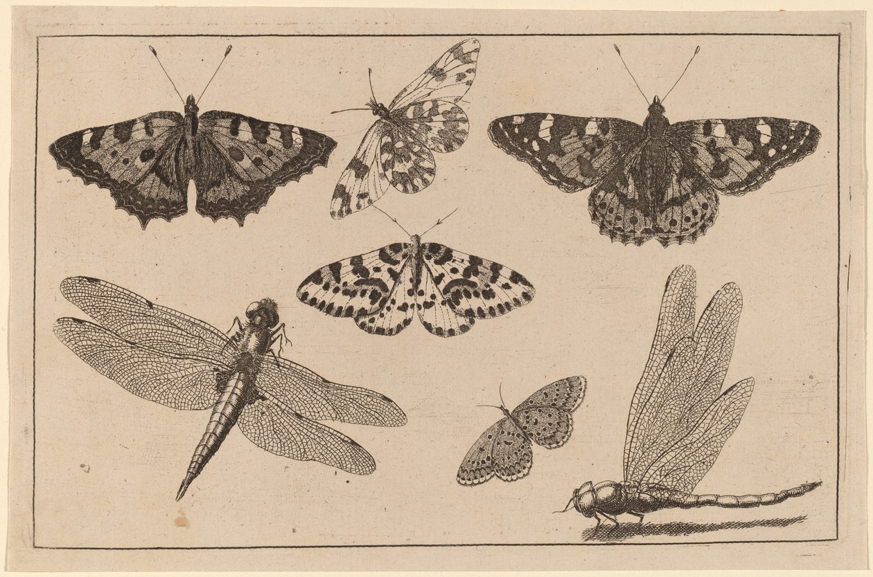 Due libellule e cinque farfalle da Wenceslaus Hollar