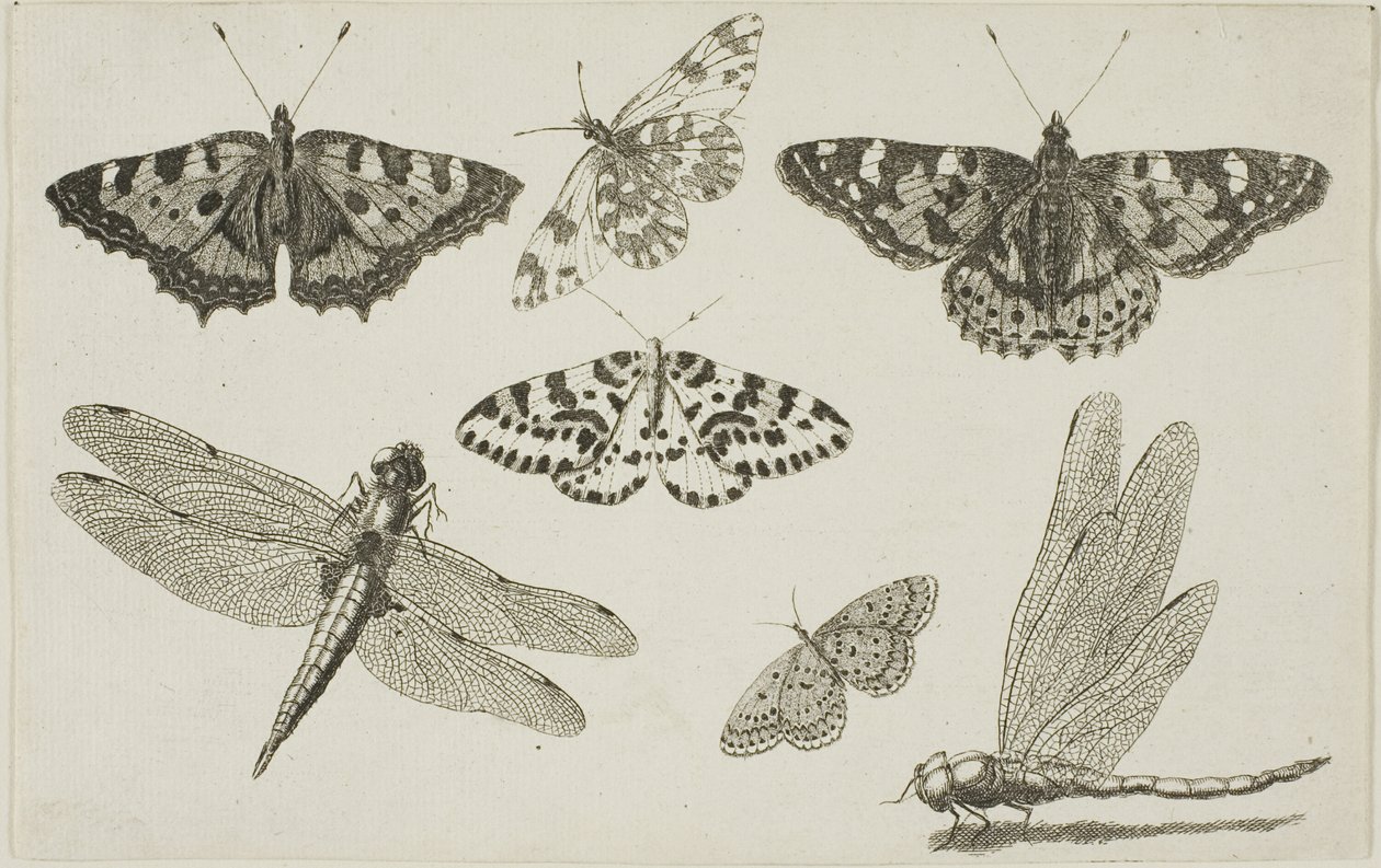 Due libellule e cinque farfalle da Wenceslaus Hollar