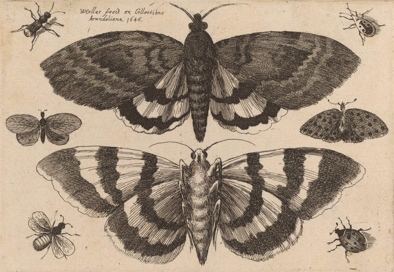 Due falene e sei insetti da Wenceslaus Hollar