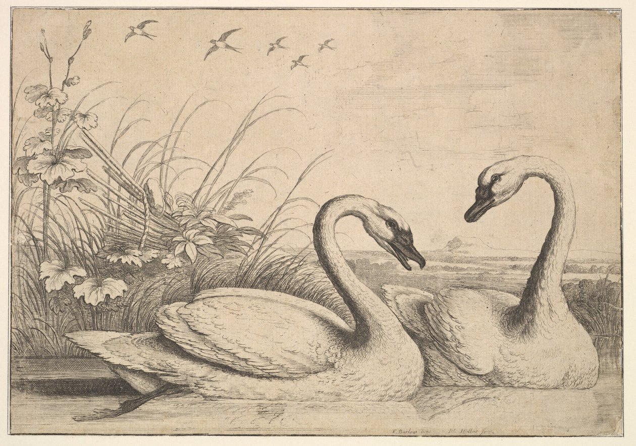 Due cigni, 1654-58 da Wenceslaus Hollar