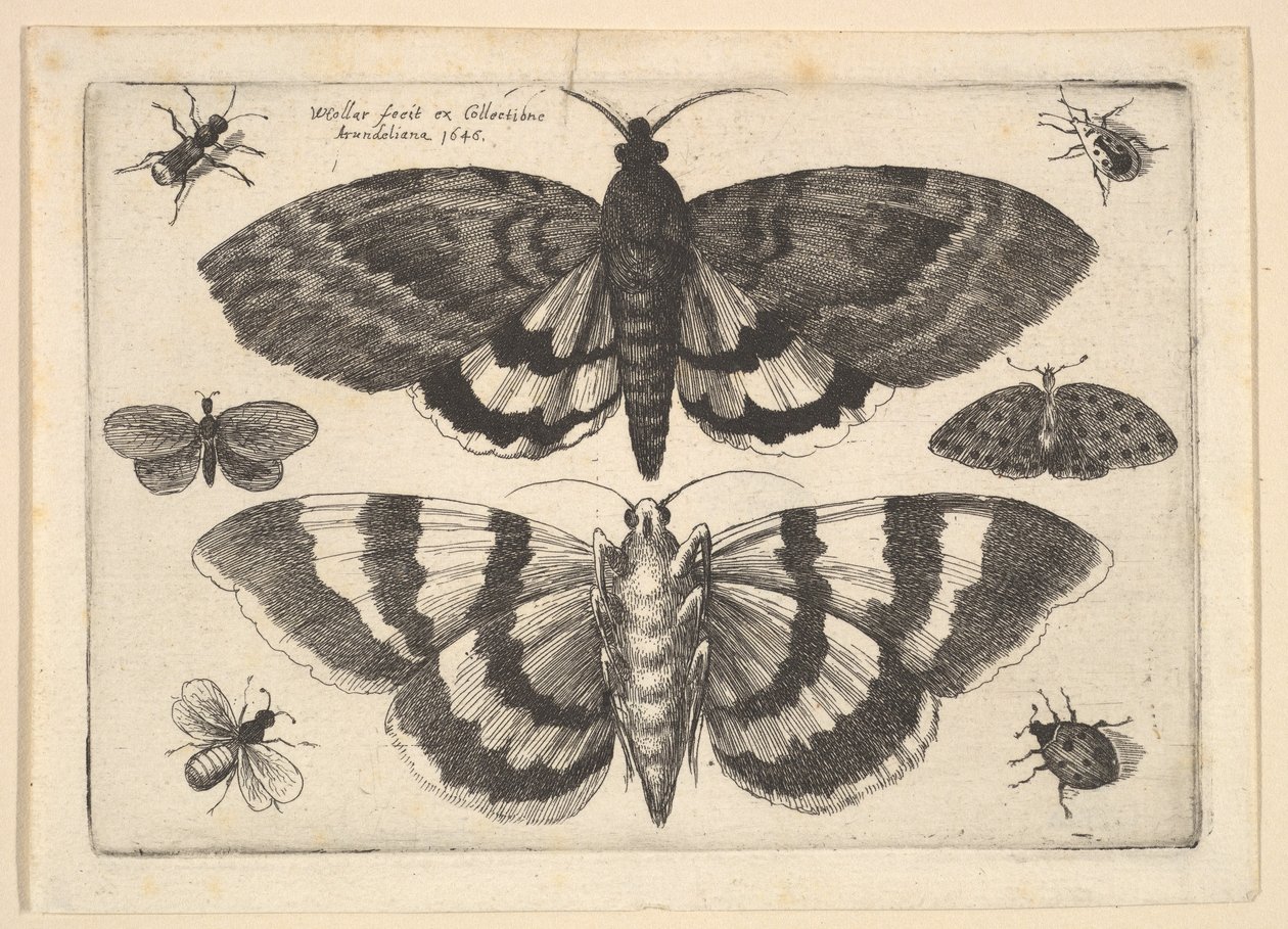 Due falene e sei insetti, 1645 da Wenceslaus Hollar