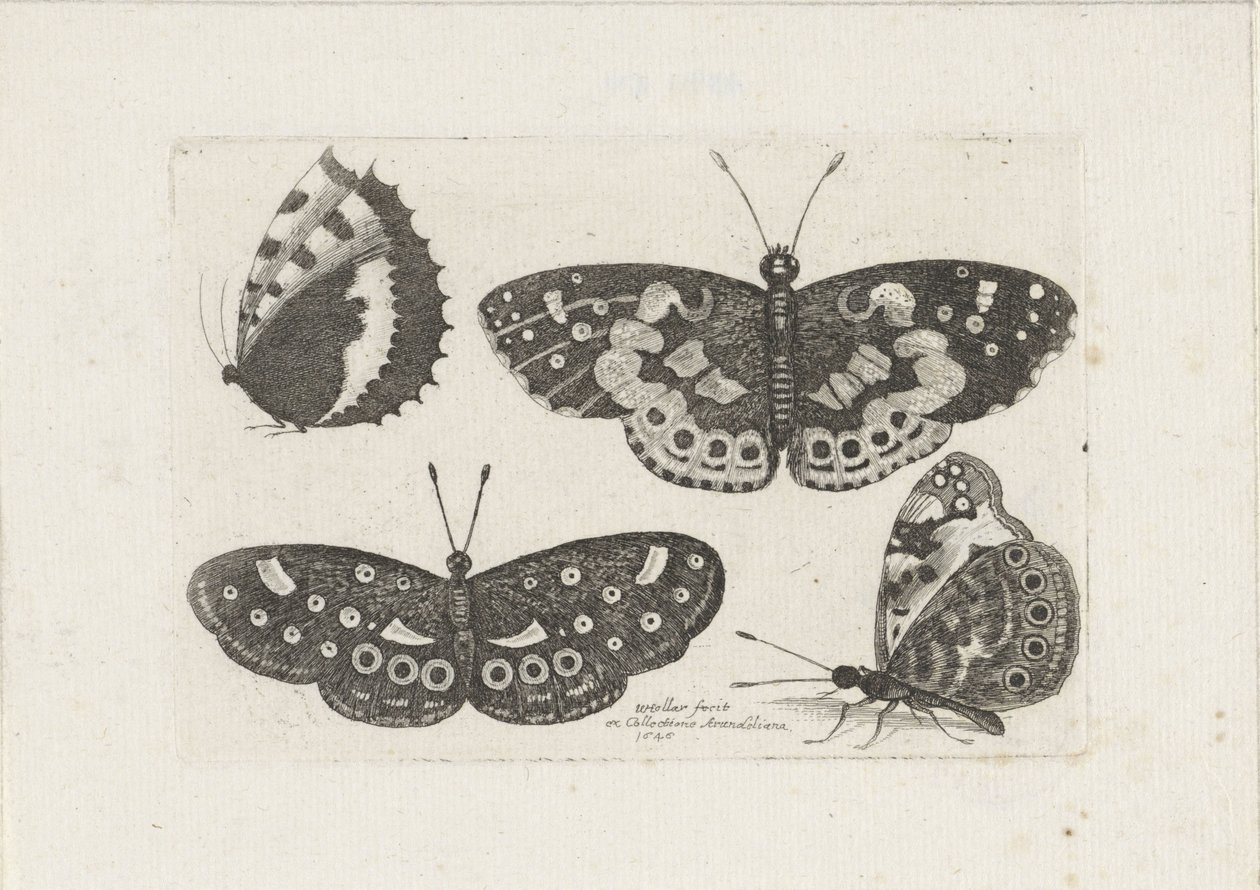 Quattro farfalle da Wenceslaus Hollar