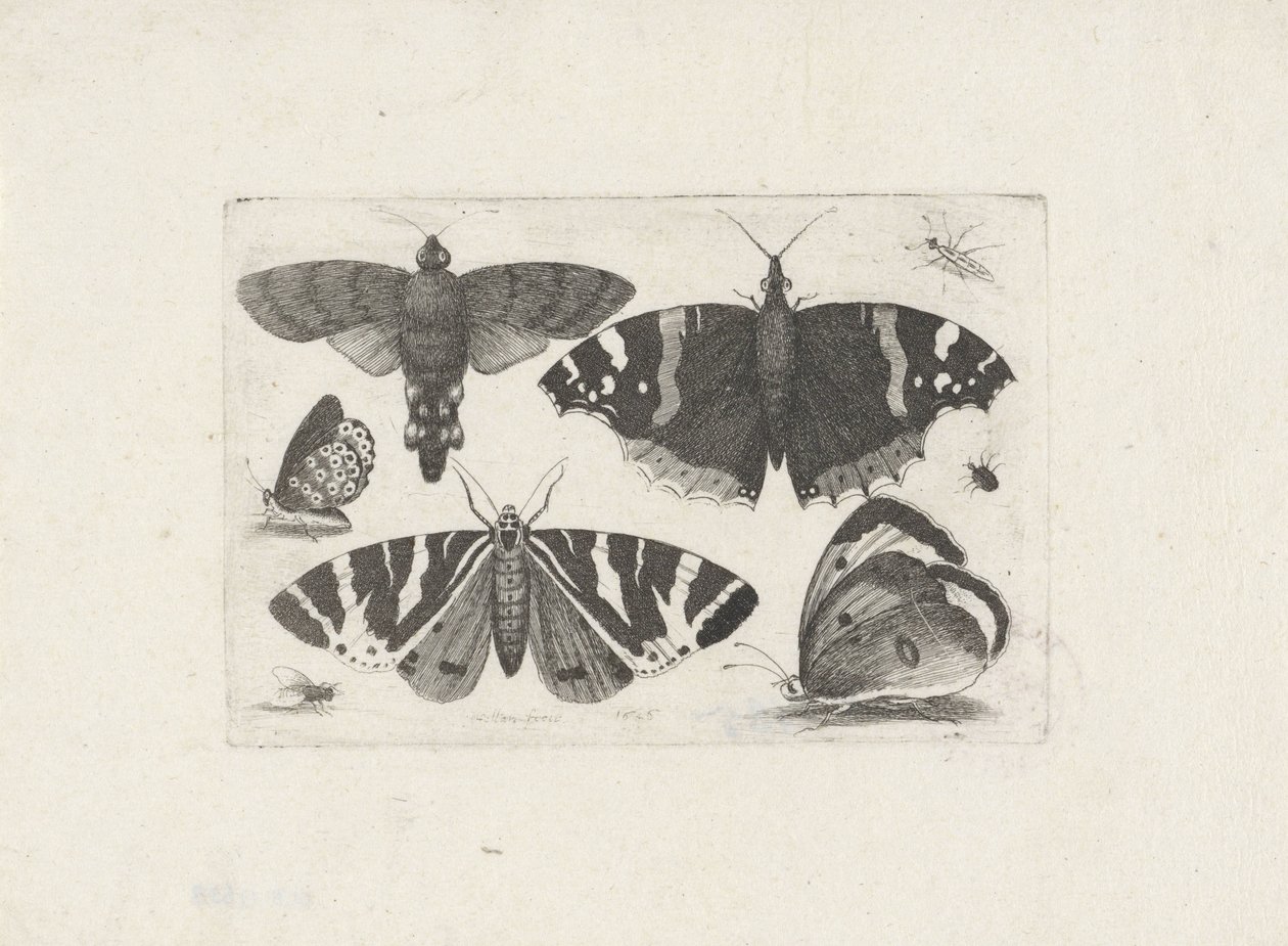 Quattro farfalle, una falena, due coleotteri e una mosca da Wenceslaus Hollar