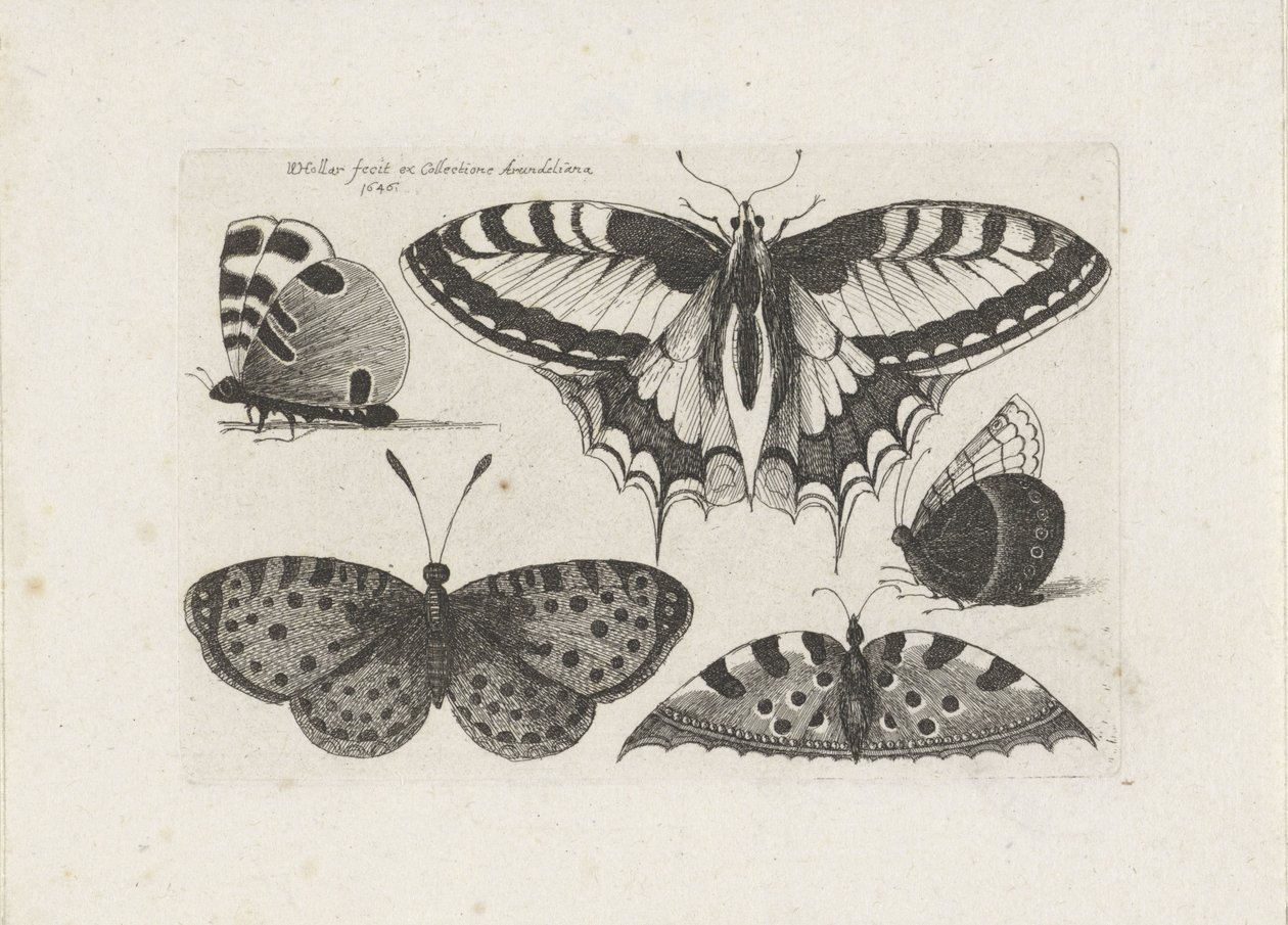Cinque farfalle da Wenceslaus Hollar