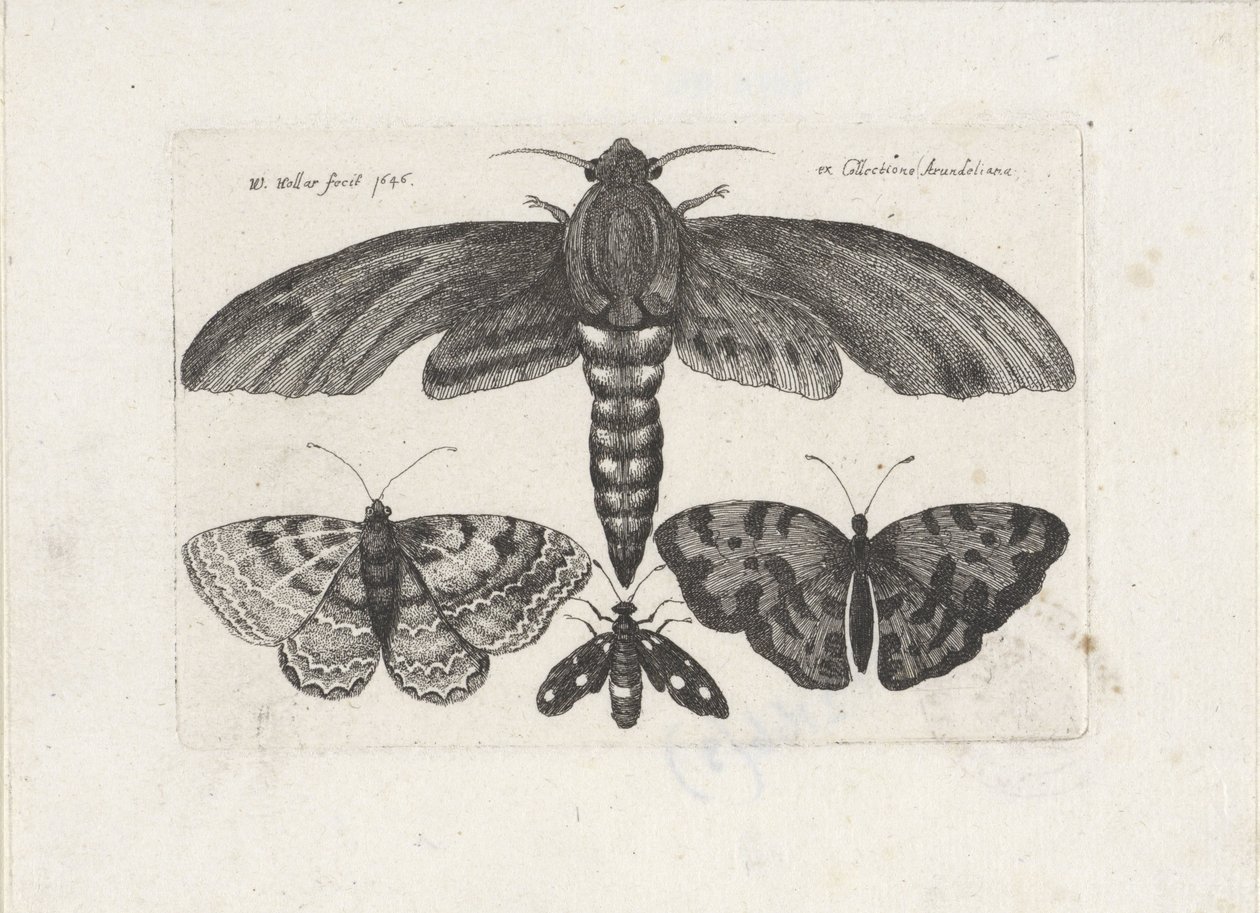 Farfalle e una falena da Wenceslaus Hollar