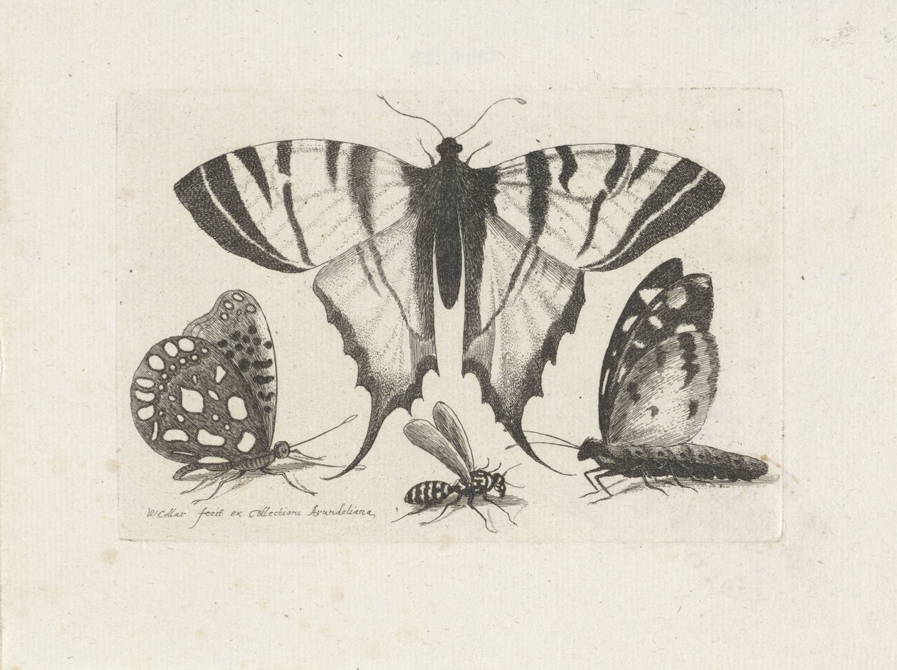 Farfalle e una vespa da Wenceslaus Hollar