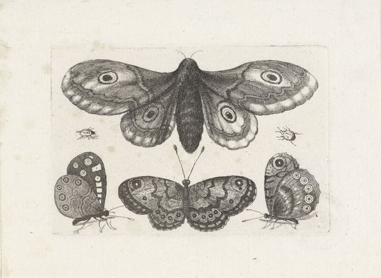 Farfalle, coleotteri e una falena da Wenceslaus Hollar