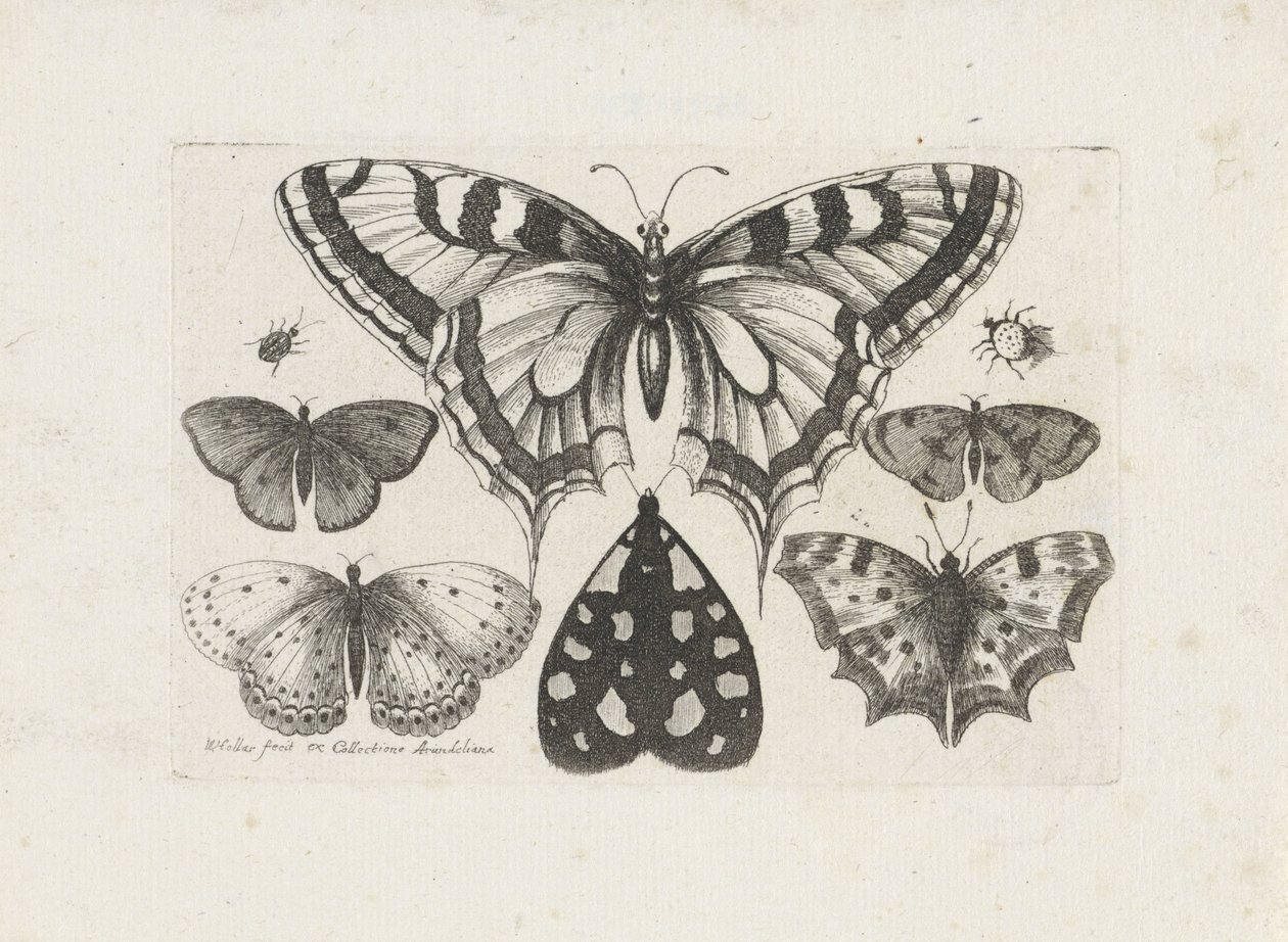 Farfalle, scarabei e una falena (serie: Insetti) da Wenceslaus Hollar