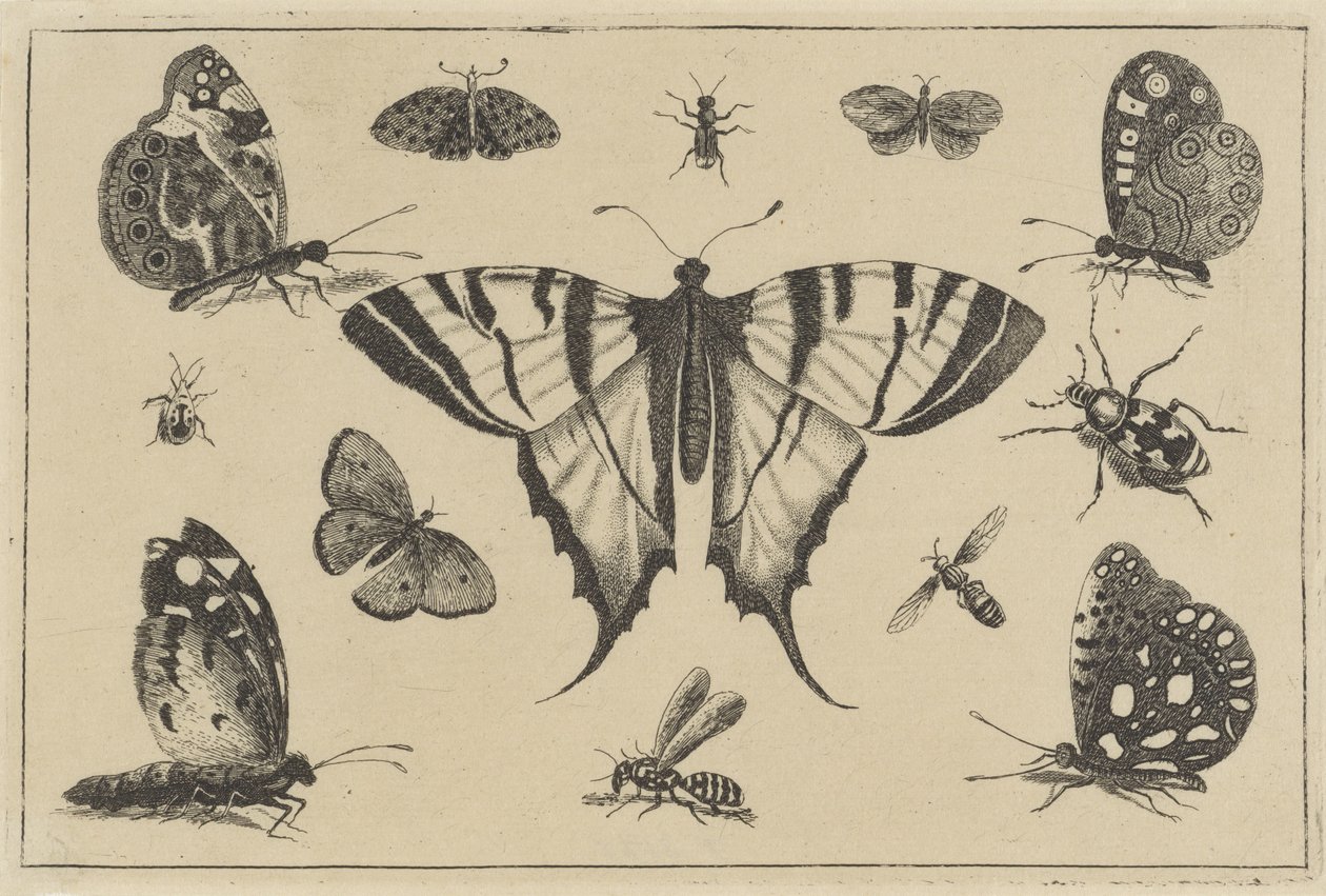 Farfalle, vespa e altri insetti (Diversae Insectorum) da Wenceslaus Hollar