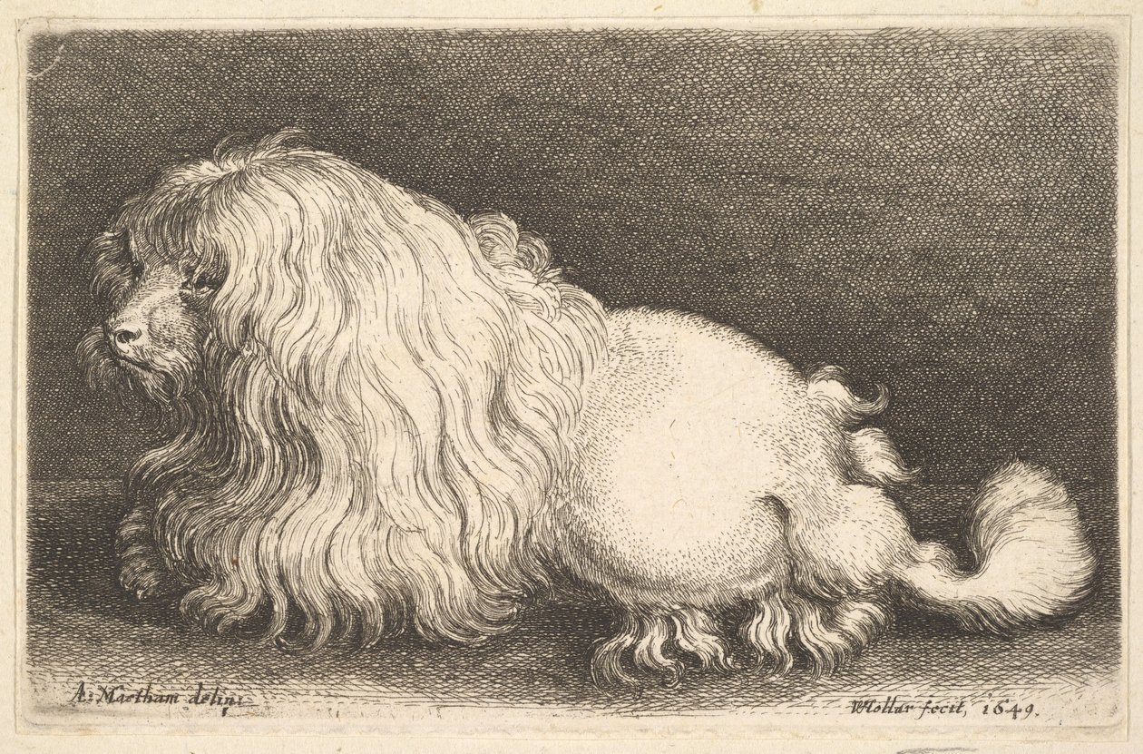 Cane bianco, 1649 da Wenceslaus Hollar