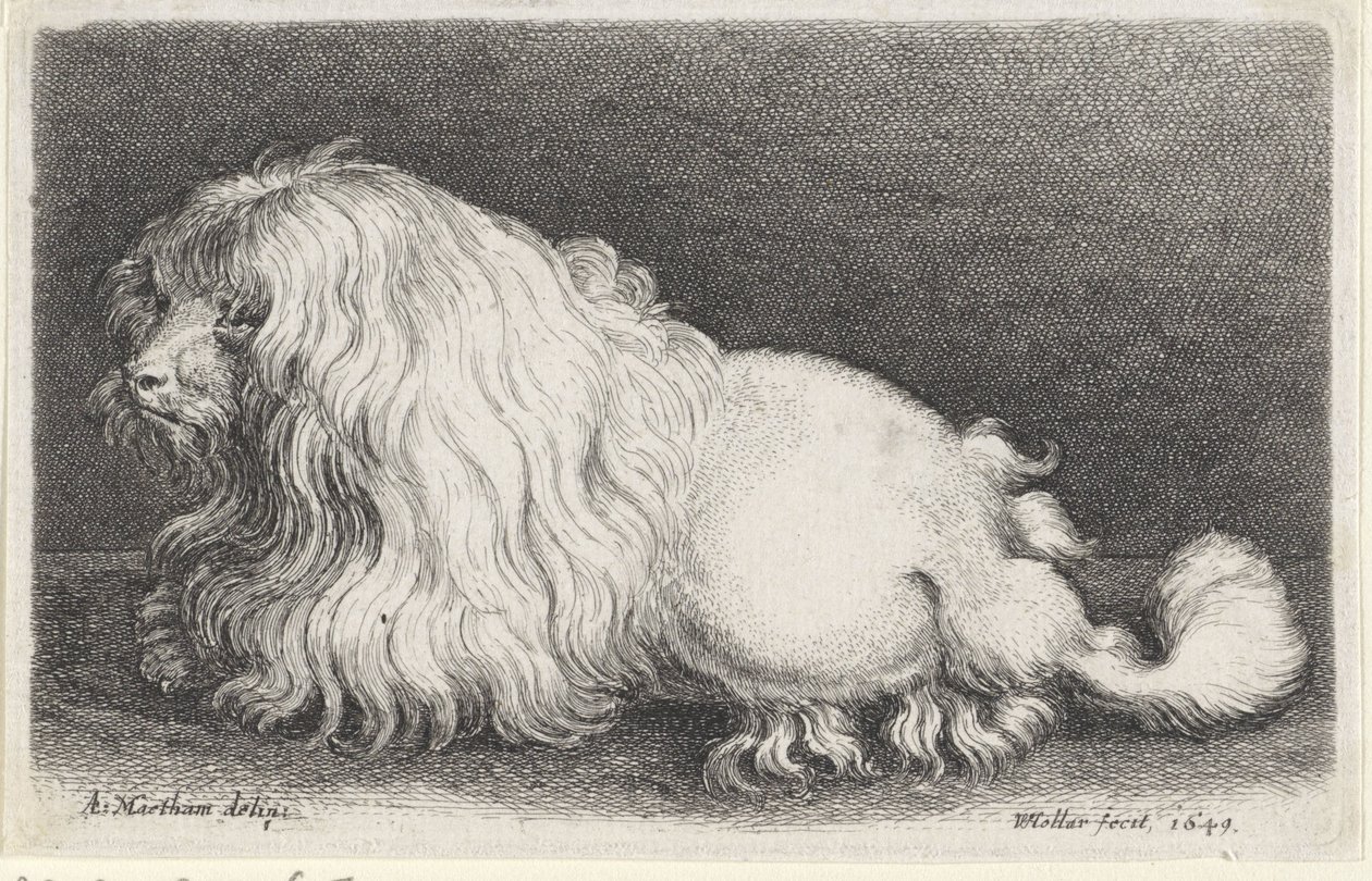 Cane bianco da Wenceslaus Hollar