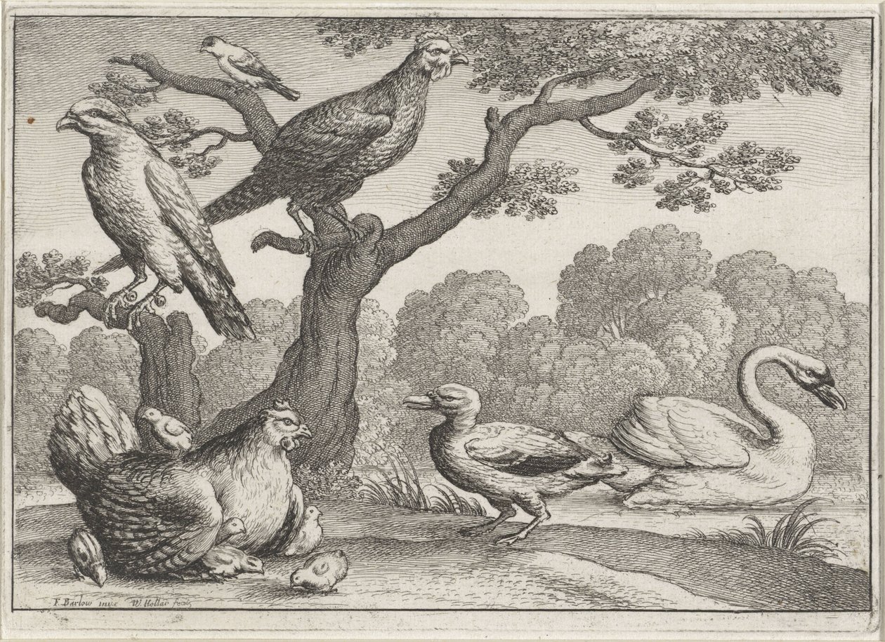 Cigno, gallina con pulcini e altri uccelli (Diversi uccelli) da Wenceslaus Hollar