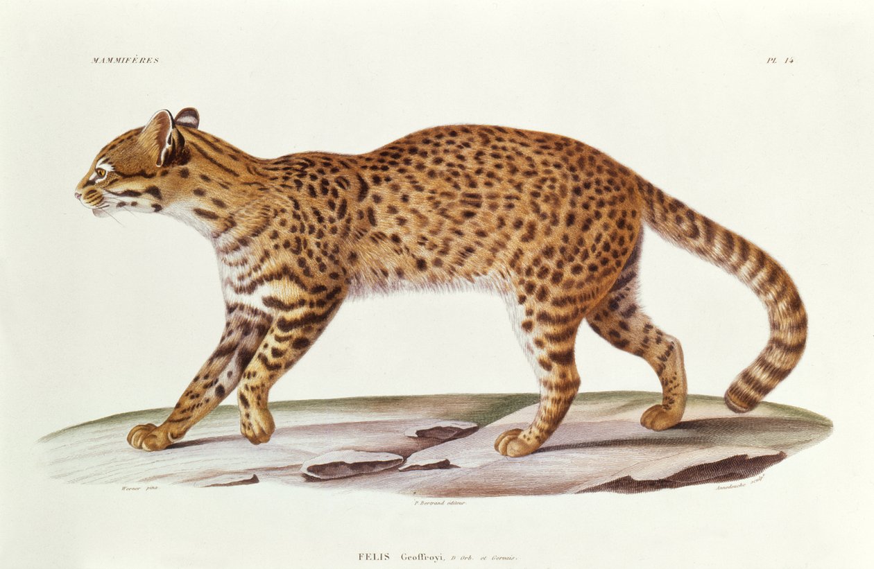 Gatto di Geoffroy (felis Geoffroyi) illustrazione da Voyage dans l