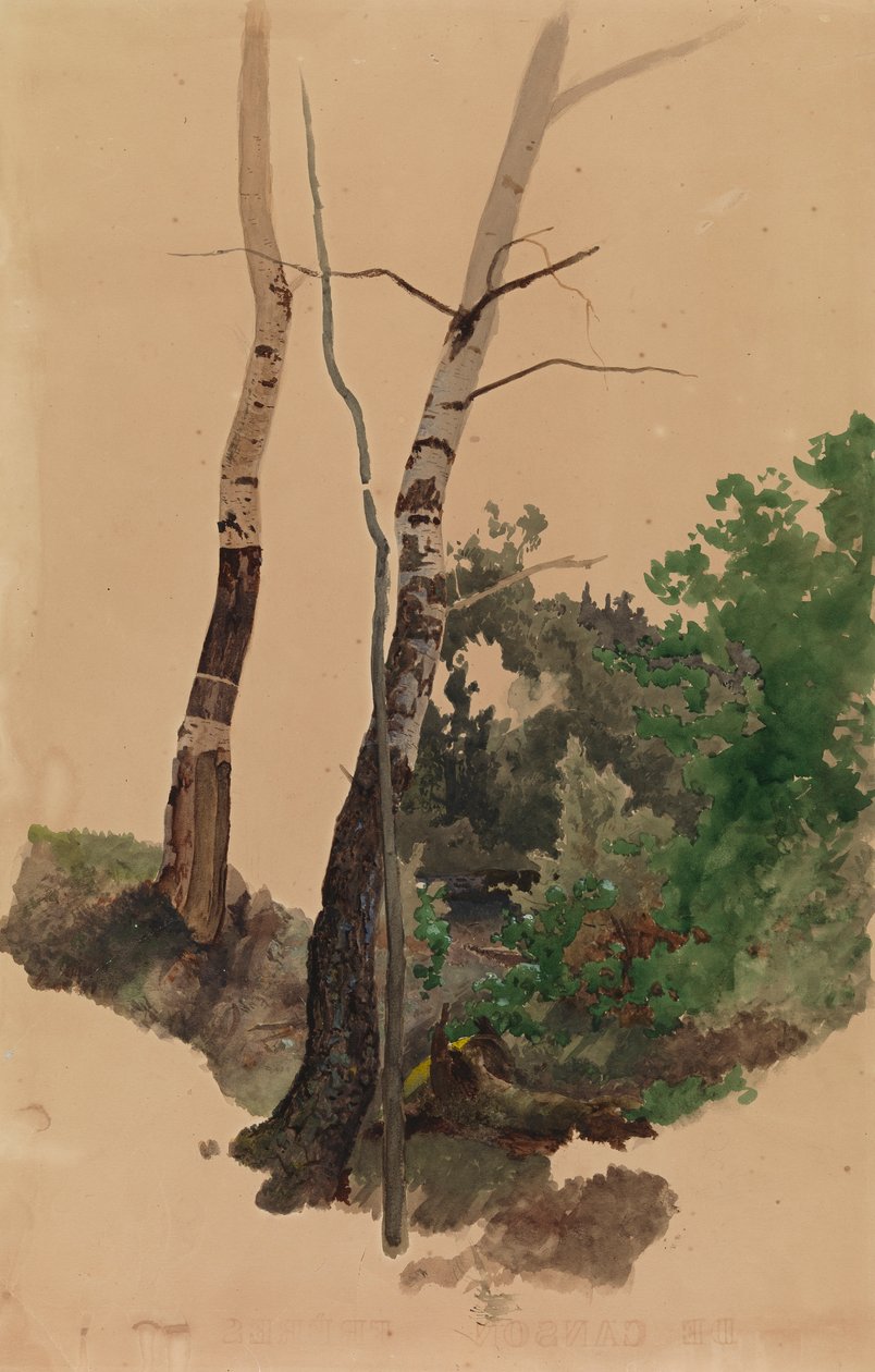 Due tronchi e cespugli di betulla nudi da Werner Holmberg