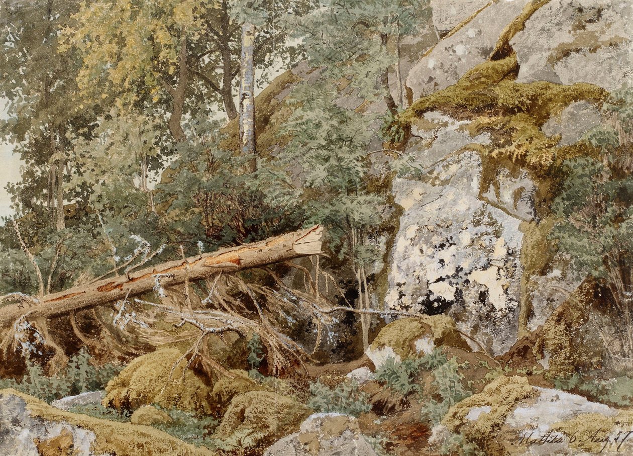 Roccia muschiata nella foresta da Werner Holmberg