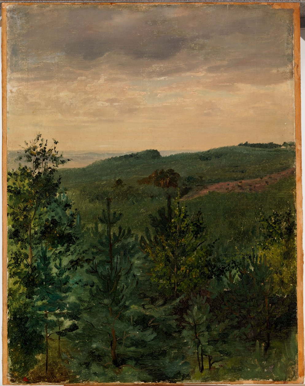 Giovani abeti in terreno sabbioso, studio da Werner Holmberg