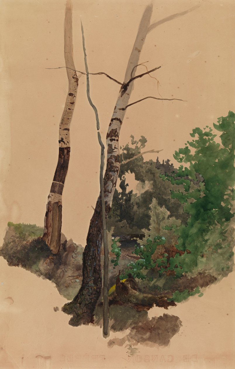 Due tronchi e cespugli di betulla nudi da Werner Holmberg