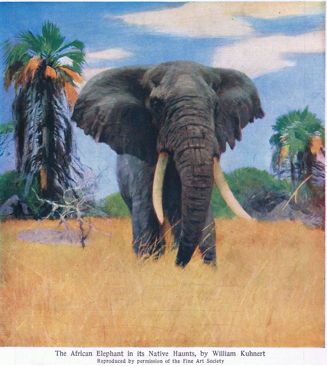 Elefante africano nel suo habitat naturale da Wilhelm Kuhnert