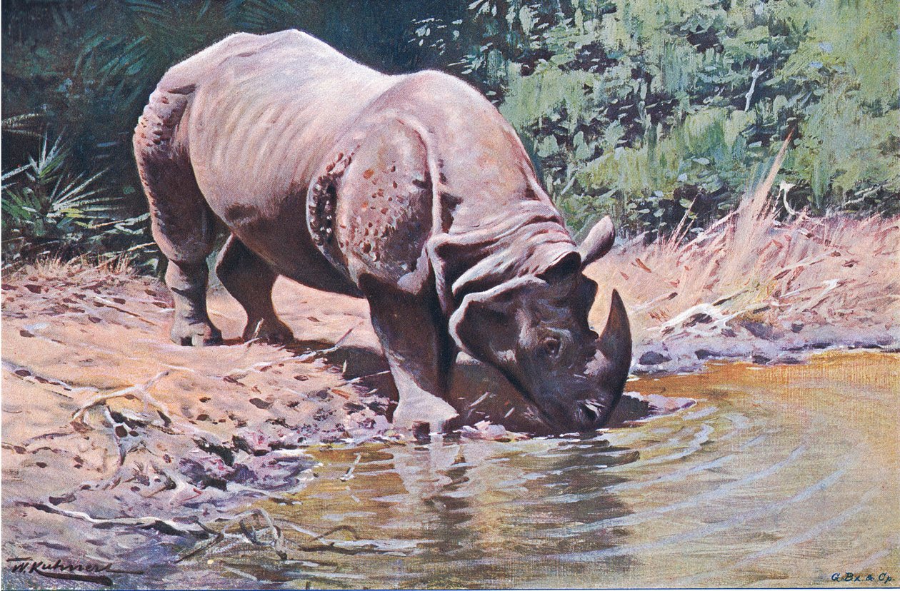 Rinoceronte indiano, da Wildlife of the World pubblicato da Frederick Warne & Co, c.1900 da Wilhelm Kuhnert