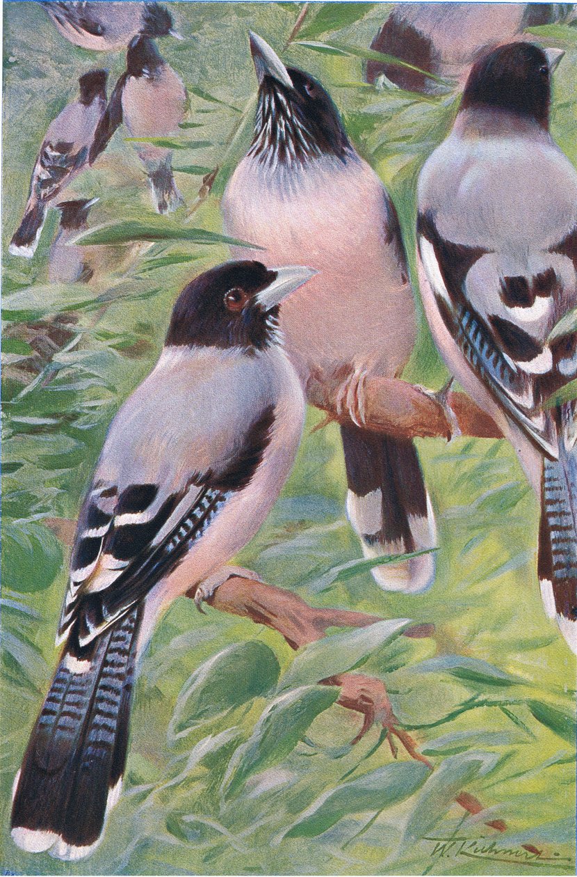 Ghiandaia lanceolata, da Wildlife of the World pubblicato da Frederick Warne & Co, c.1900 da Wilhelm Kuhnert