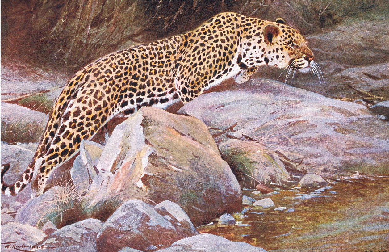 Leopardo, da Wildlife of the World pubblicato da Frederick Warne & Co da Wilhelm Kuhnert