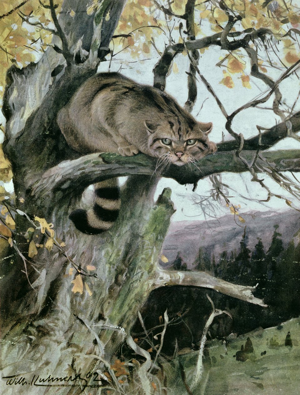 Gatto selvatico su un albero, 1902 da Wilhelm Kuhnert