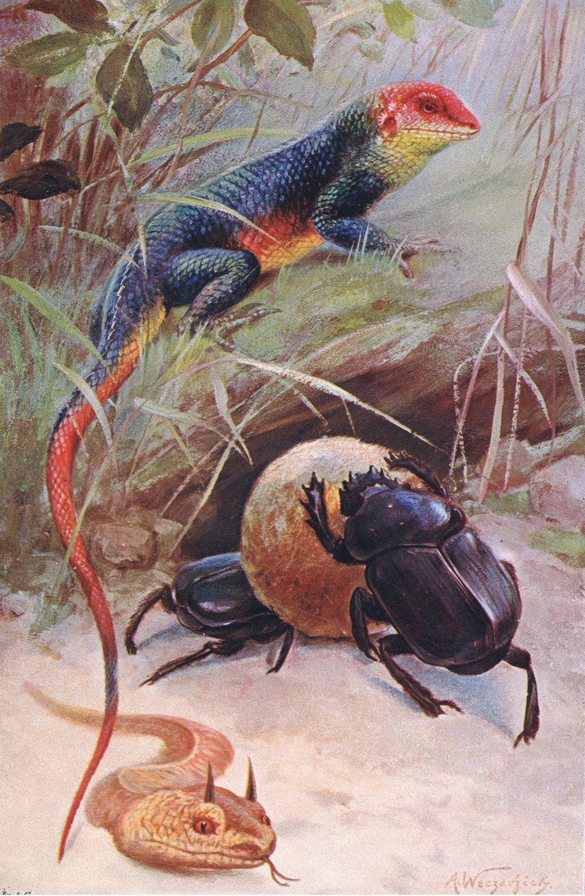 A Gama, Vipera cornuta e Scarabeo sacro, illustrazione da Wildlife of the World, c.1910 da Wilhelm Kuhnert