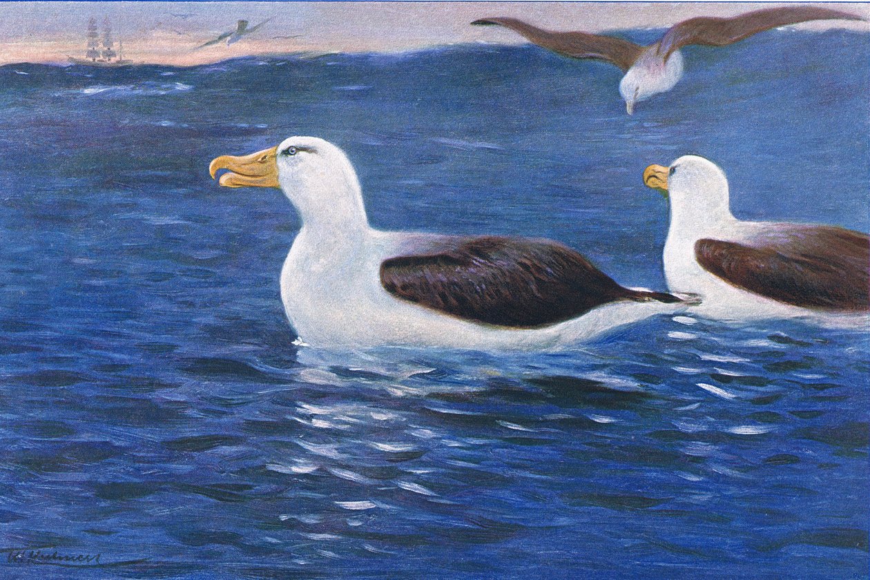 Albatros, illustrazione da Fauna del Mondo, c.1910 da Wilhelm Kuhnert