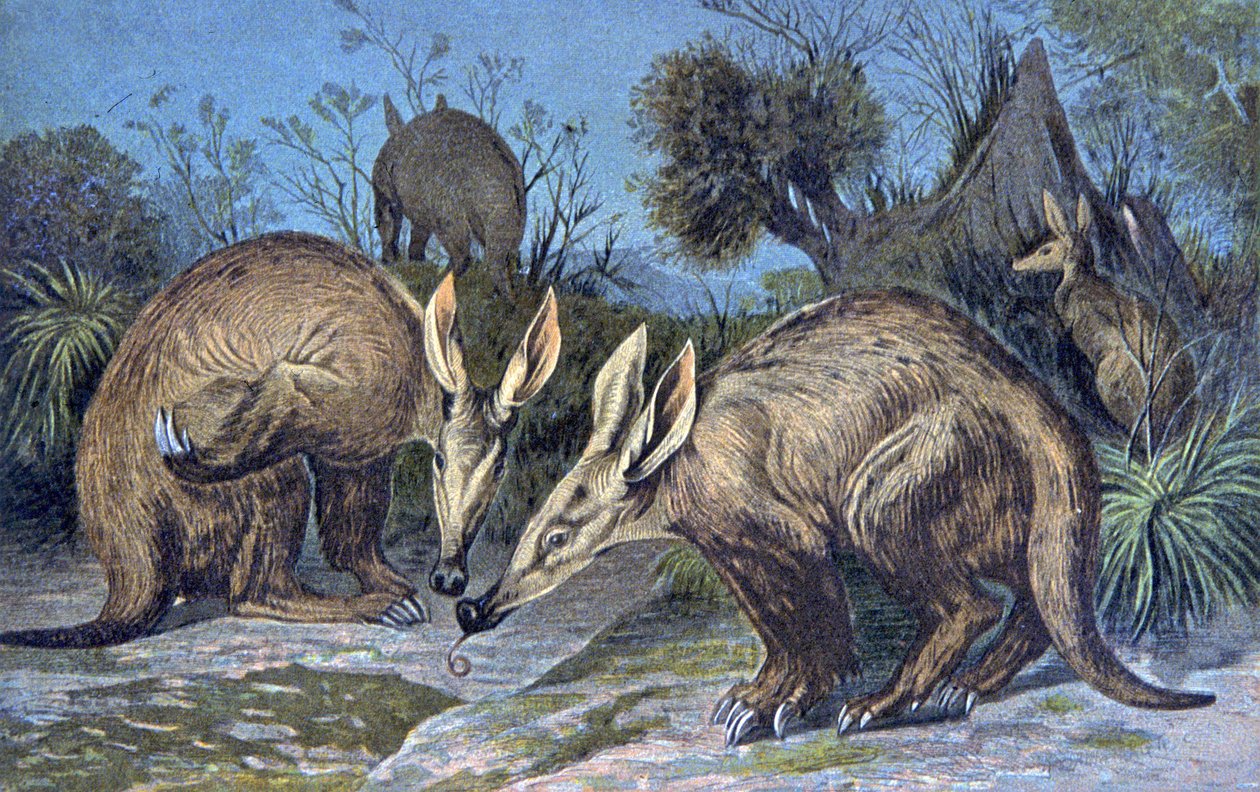 Oritero del Capo, maiale di terra da Wilhelm Kuhnert