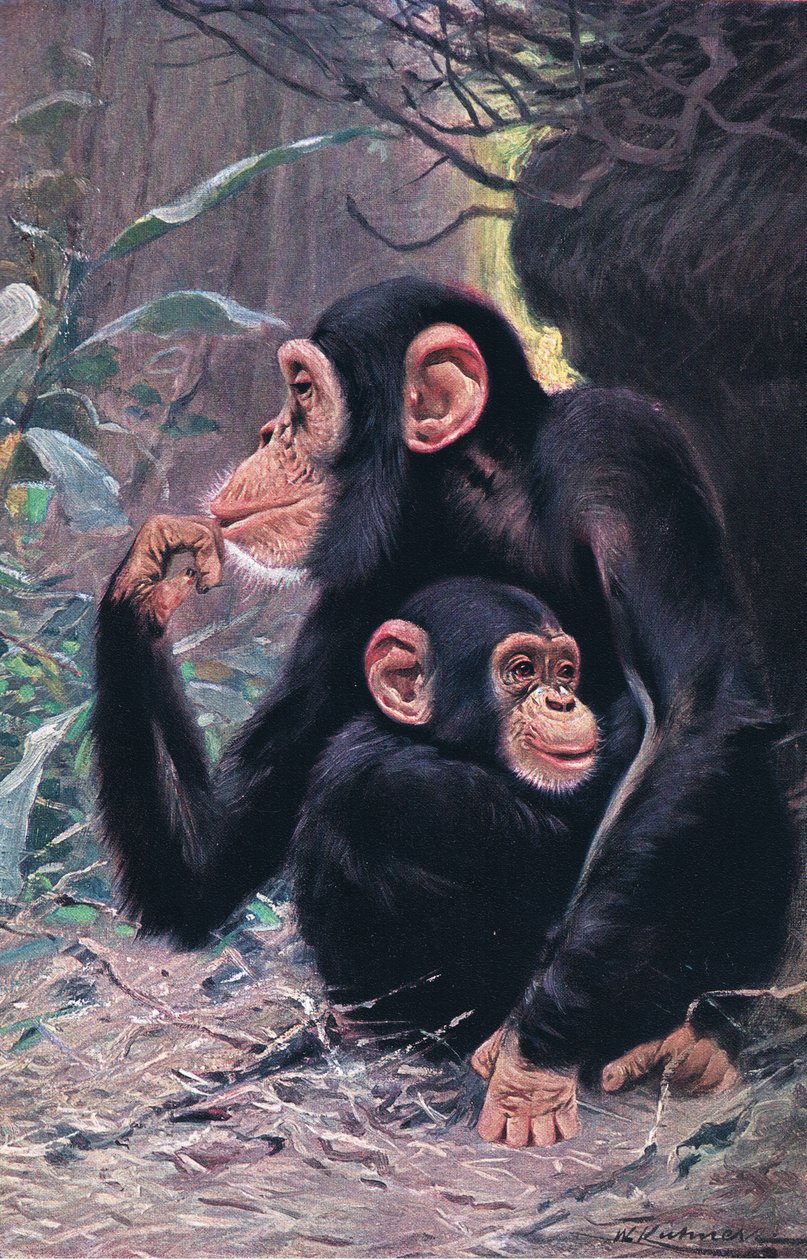 Scimpanzé, illustrazione da Wildlife of the World, c.1910 da Wilhelm Kuhnert