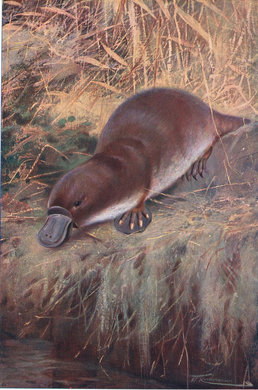 Ornitorinco, illustrazione da Fauna del Mondo, c.1910 da Wilhelm Kuhnert