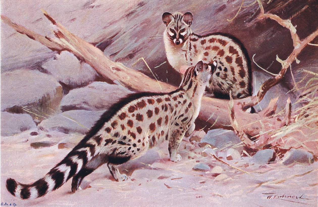 Genetta di Dungola, illustrazione da Wildlife of the World, c.1910 da Wilhelm Kuhnert