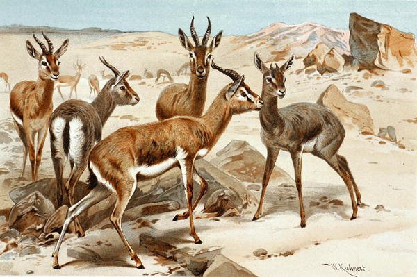 Gazzelle, tavola da "Brehms Tierleben: Allgemeine Kunde des Tierreichs", vol. 3, p. 9, pubblicato da Bibliographisches Institut da Wilhelm Kuhnert