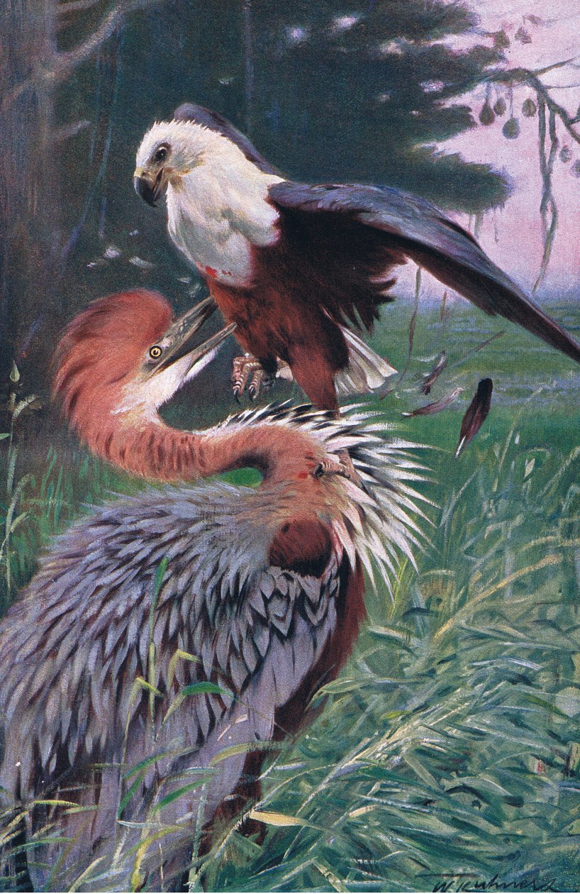 Airone gigante e aquila di mare, illustrazione da Wildlife of the World, c.1910 da Wilhelm Kuhnert