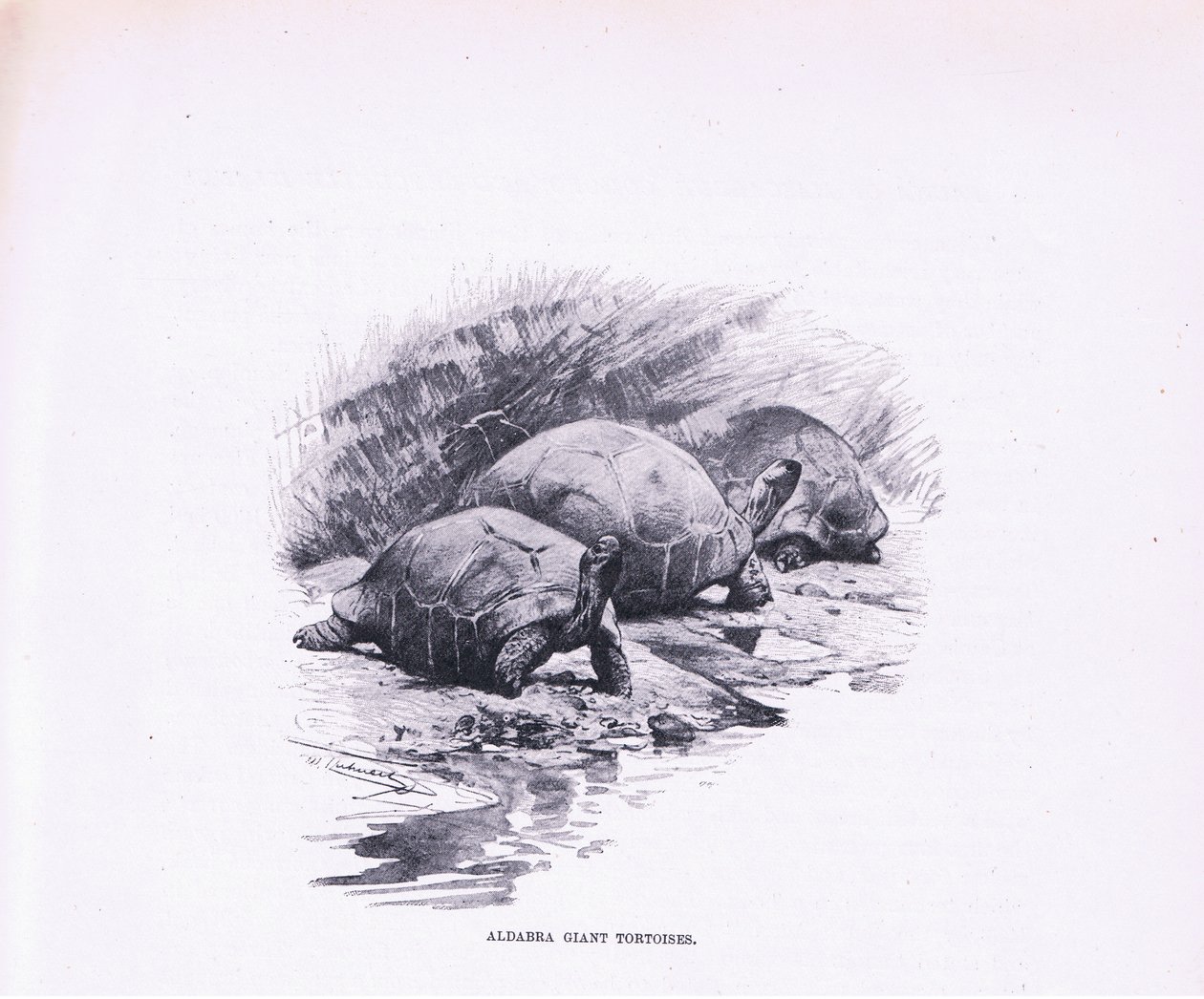 Tartarughe Giganti, illustrazione da Fauna del Mondo, c.1910 da Wilhelm Kuhnert
