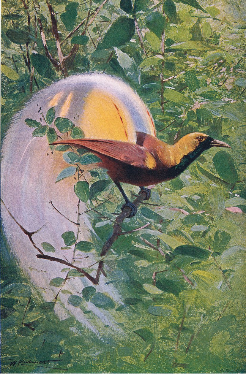 Grande Uccello del Paradiso, illustrazione da Fauna del Mondo, c.1910 da Wilhelm Kuhnert