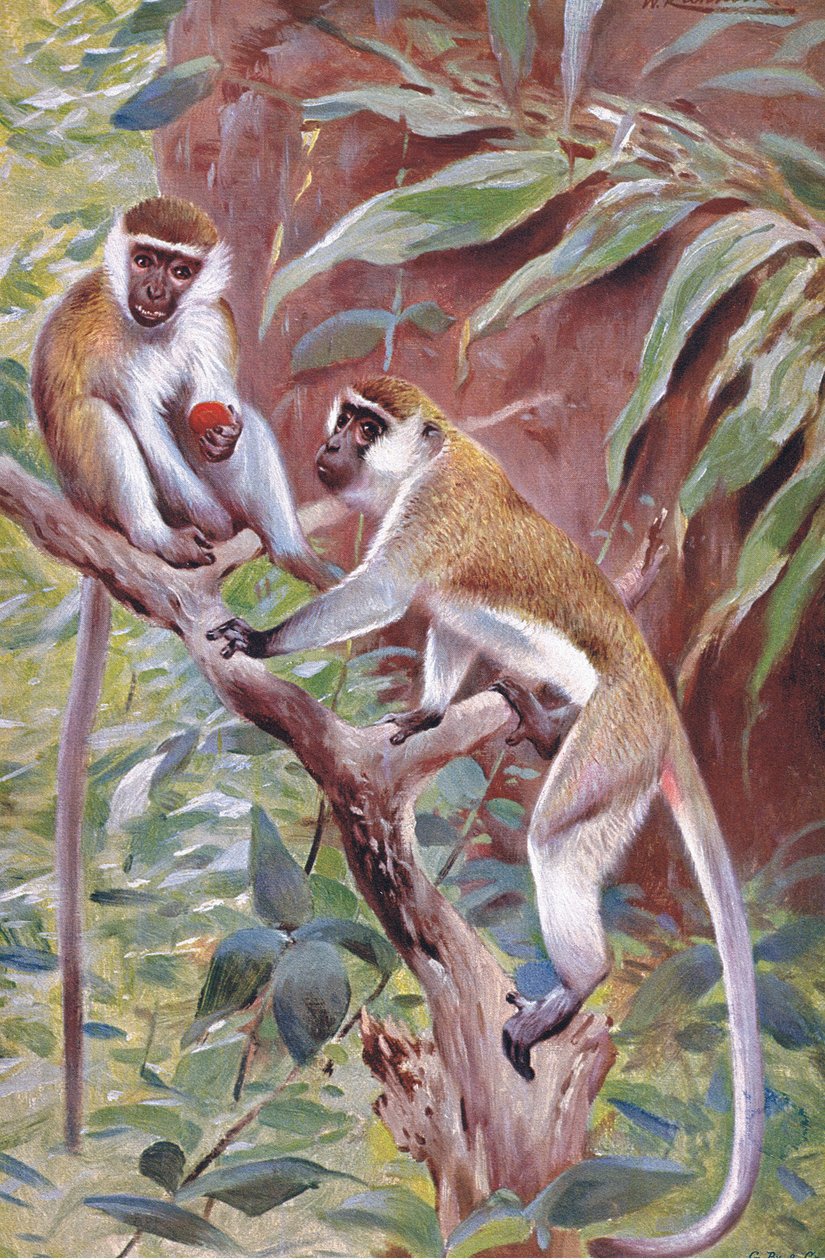 Scimmia verde, illustrazione da Wildlife of the World, c.1910 da Wilhelm Kuhnert