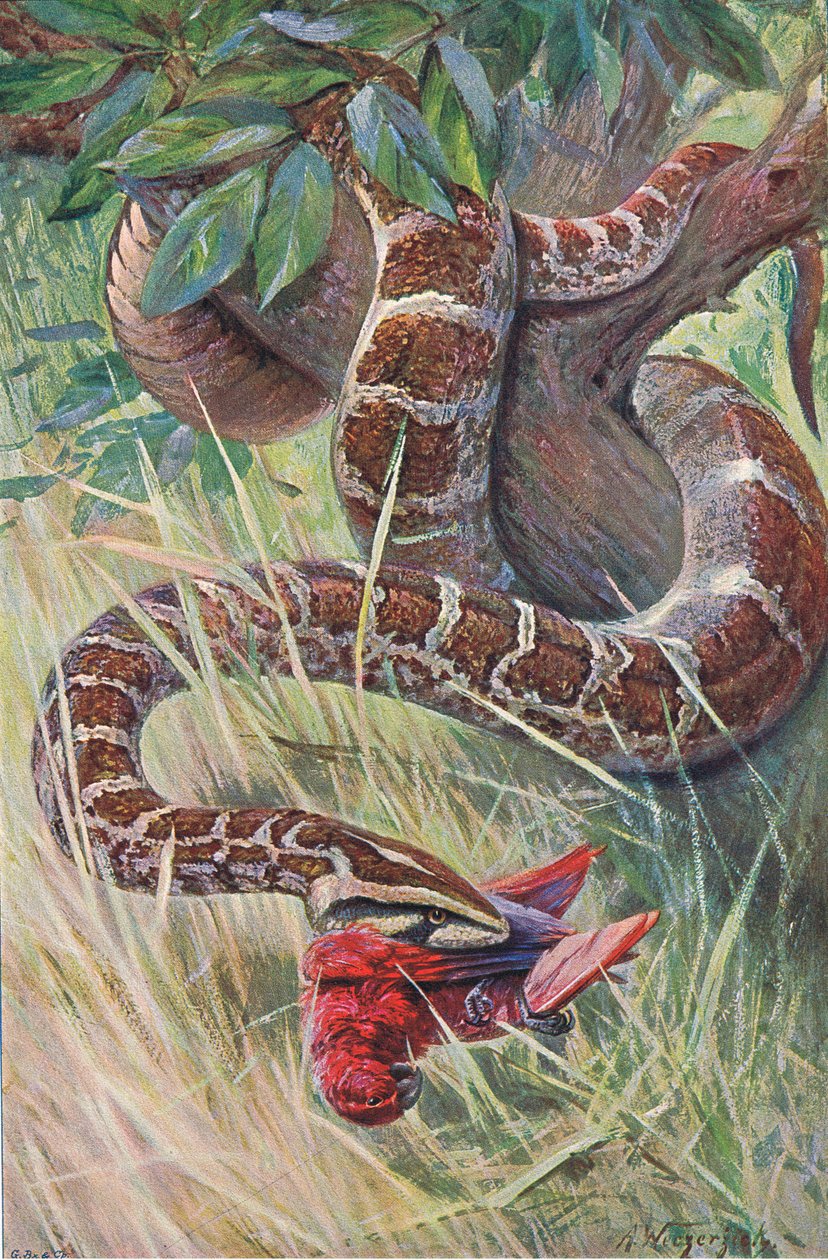 Pitone indiano, da Wildlife of the World pubblicato da Frederick Warne & Co, c.1900 da Wilhelm Kuhnert