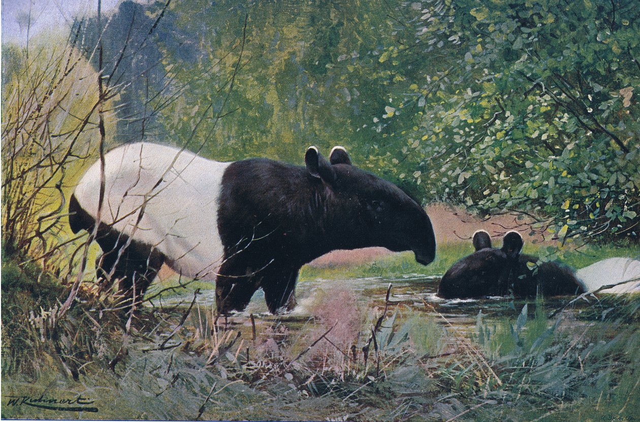 Tapir indiano, da Wildlife of the World pubblicato da Frederick Warne & Co, c.1900 da Wilhelm Kuhnert