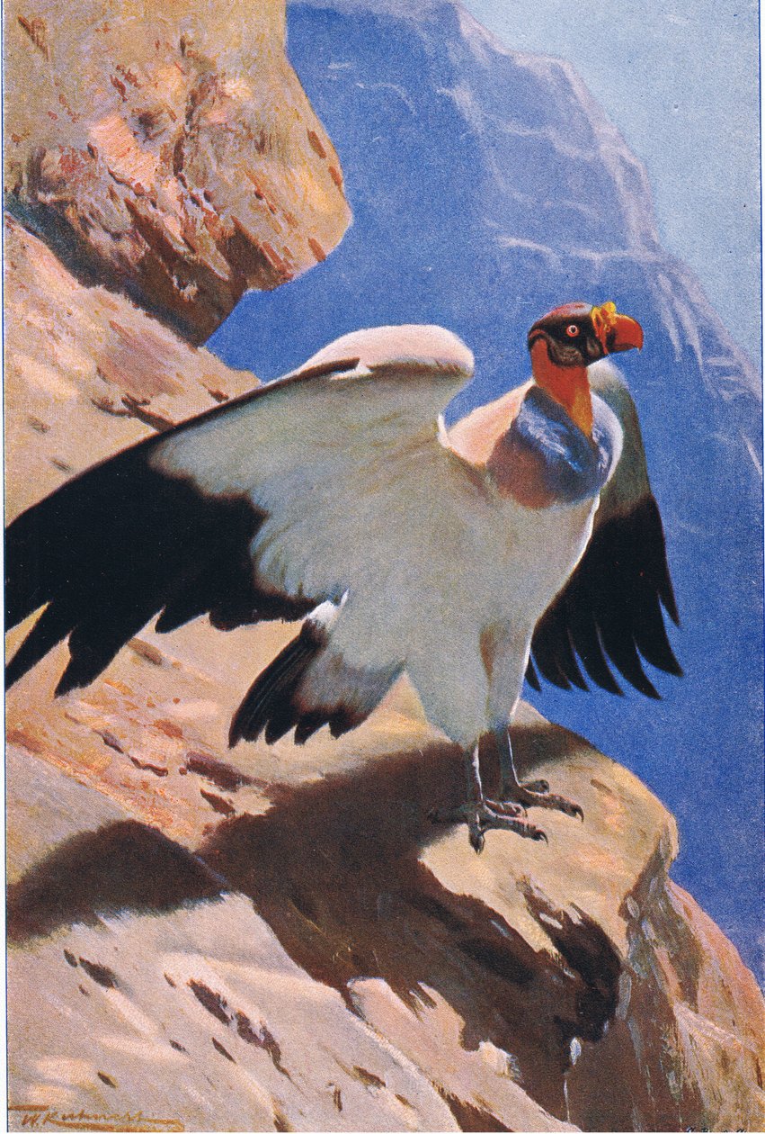 Avvoltoio reale, da Wildlife of the World pubblicato da Frederick Warne & Co, c.1900 da Wilhelm Kuhnert